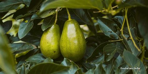 Cuánto tarda un aguacate en dar fruto Guía completa