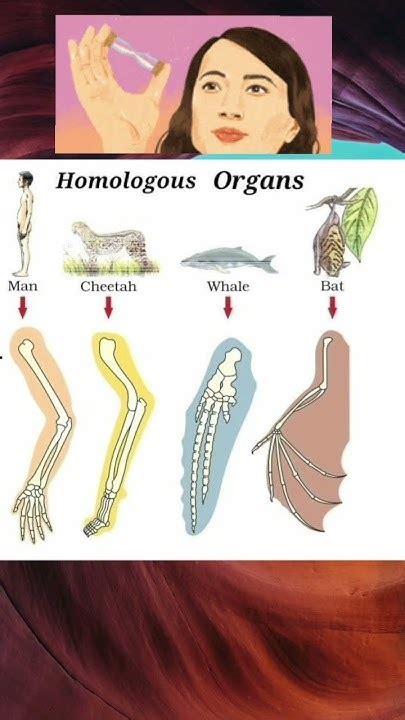 Difference Between Homologous And Analogous Organs Biologyclass10