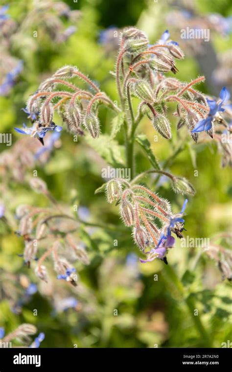 Zurich Suiza De Mayo De Flor De Estrella O Flor De Borago