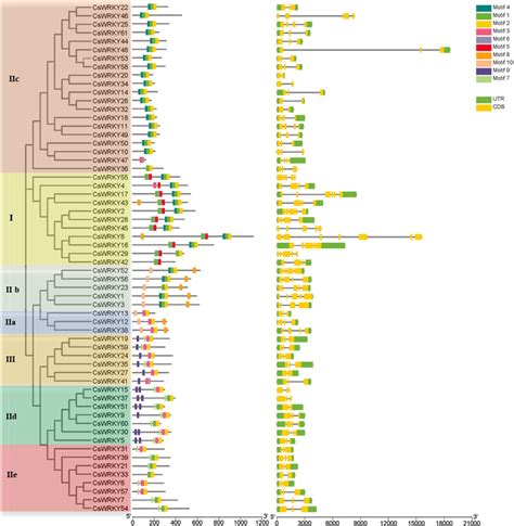 Phylogenetic Clustering Conserved Protein Motifs And Gene Structure Of