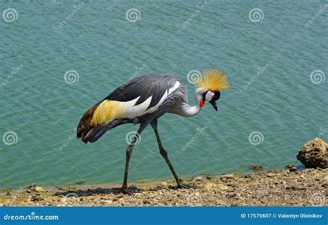 Black Crowned Crane Bird Stock Image Image Of Lake Crane 17575607