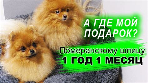 Померанский шпиц, уход за шпицем, команда Апорт, лакомство для шпица ...