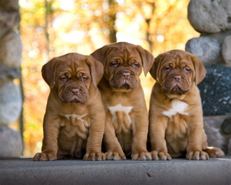 Dogue De Bordeaux Dog Info, Temperament, Puppies, Training, Pictures