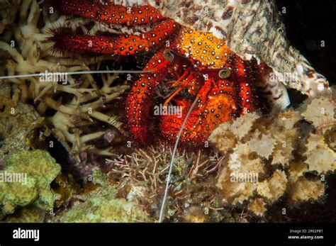 The White Spotted Hermit Crab Hi Res Stock Photography And Images Alamy