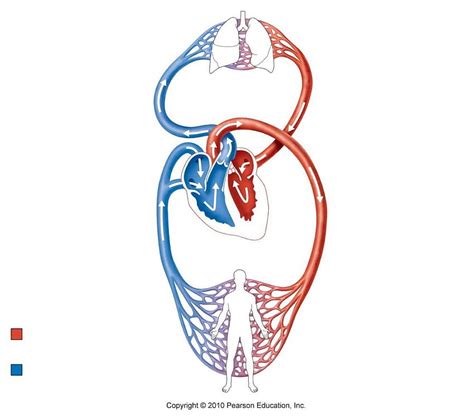 Circulatory System Labeled Heart