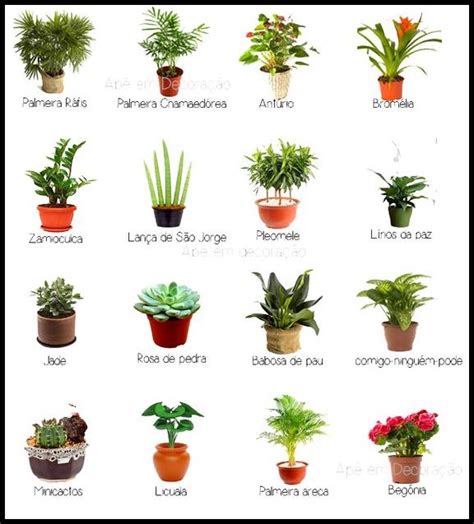 Nomes Das Plantas Luanna Pimentel