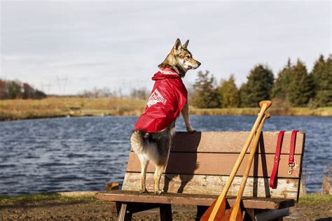 Beaver Canoe Dog Photography And Video Campaign — Worker Bee Supply