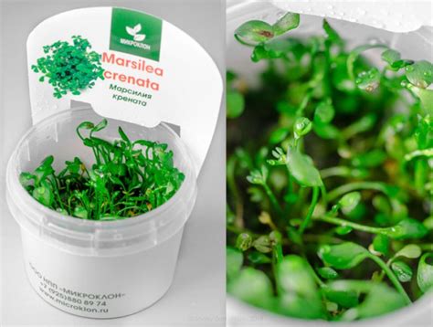 аквариумное растение Marsilea Crenata