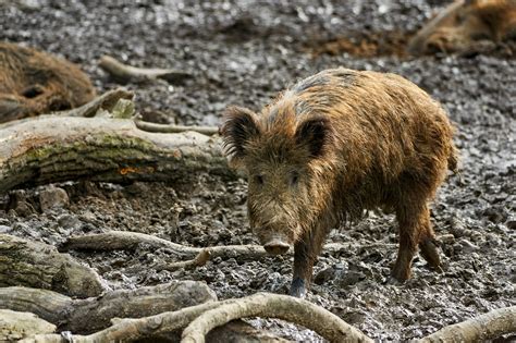 Wildschwein Natur Schwein Kostenloses Foto Auf Pixabay Pixabay