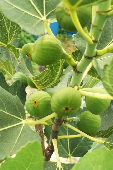 FigBid - Online Auctions of Fig Trees, Fig Cuttings & Growing Supplies ...