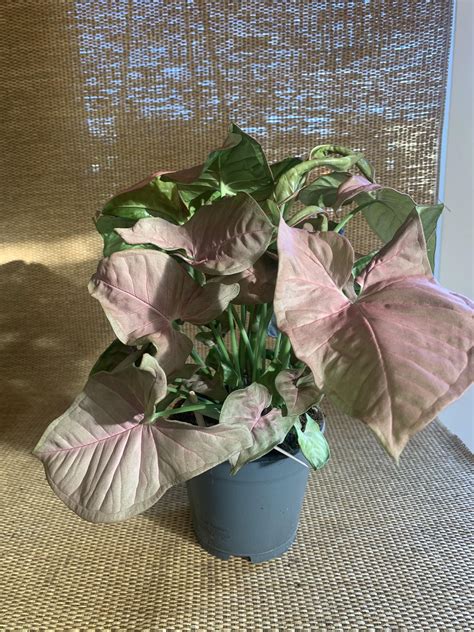 Syngonium Podyphyllum Pink Neon Robusta