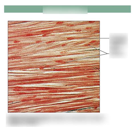 Cross Section Of Muscle Diagram Quizlet