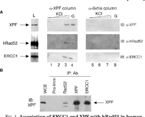 Figure 1 From Physical And Functional Interaction Between The XPF ERCC1