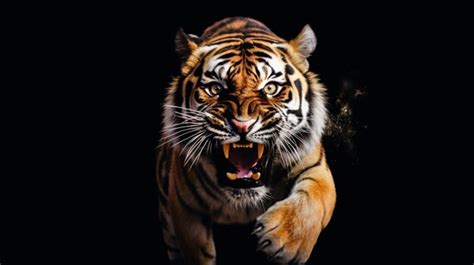 Premium Photo Angry Tiger Running Towards Camera Isolated