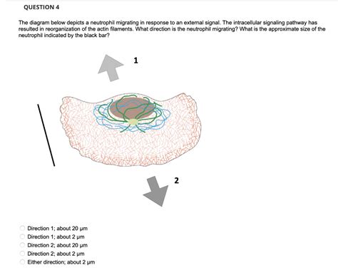 Solved The Diagram Below Depicts A Neutrophil Migrating In Chegg