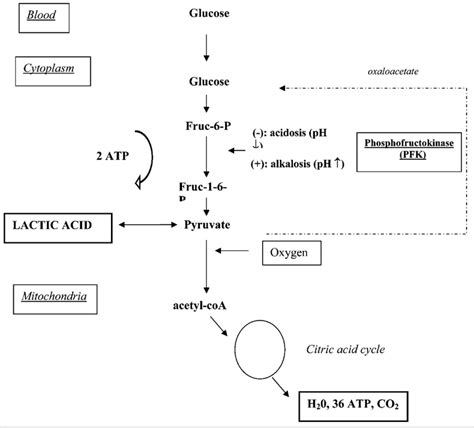 Schematic Reproduction Of The Metabolism Of Glucose And Lactic Acid