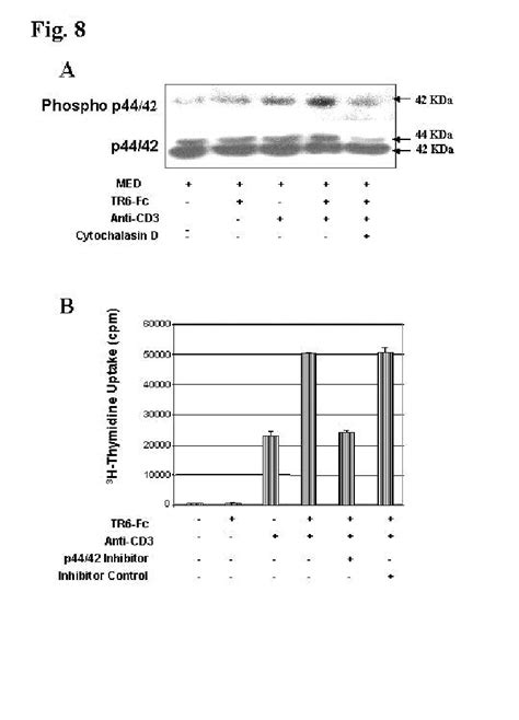 Costimulation Through Light Enhances Mapk Activity Download