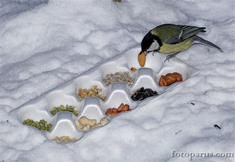 Чем покормить птиц? « Fotoparus
