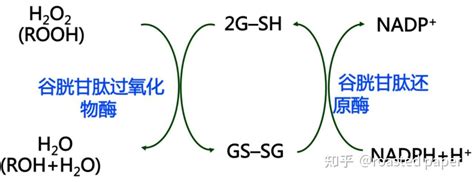 生化与分子生物学——代谢篇之生物氧化 知乎