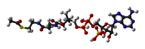 Acetyl-CoA - wikidoc