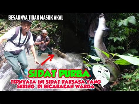 Inikah Sidat Purba Akhirnya Sidat Raksasa Yang Sering Di Bicarakan