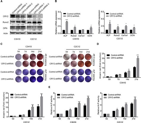 Knockdown Of Cry2 Enhances Osteogenic Differentiation A Western Blot Download Scientific