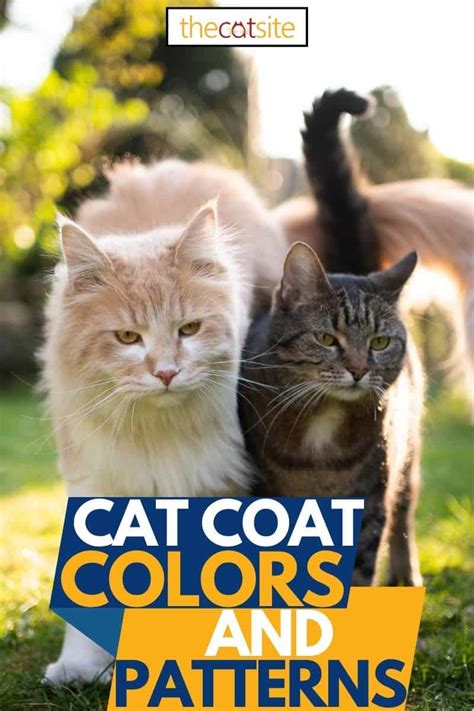 Cat Coat Colors And Patterns Thecatsite