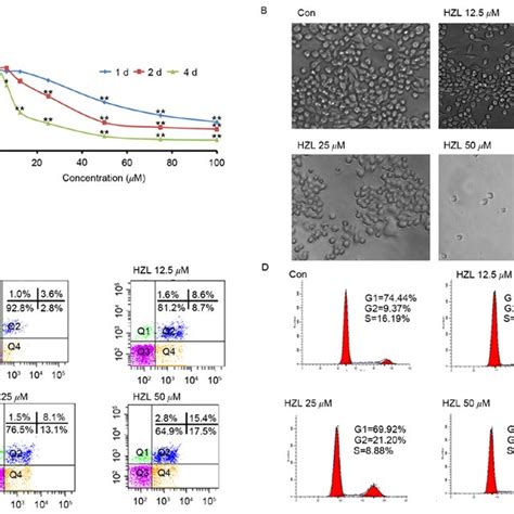 Inhibitory Effect Of Hzl On The Proliferation Of Sw620 Cells A Cell Download Scientific