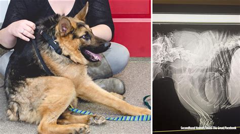 Quasimodo: Dog with short spine has big heart - ABC11 Raleigh-Durham