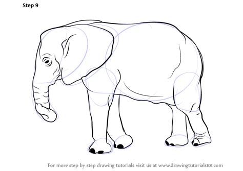 Step by Step How to Draw an Elephant : DrawingTutorials101.com