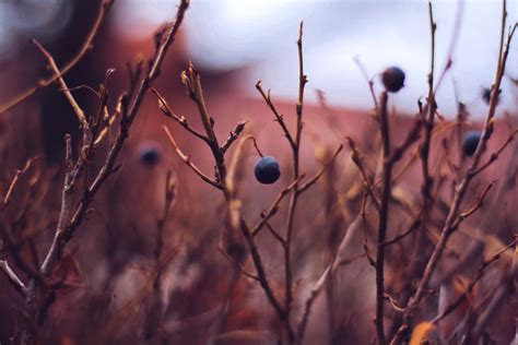 November Climate Conditions – Dry with Near Normal Temperatures Across