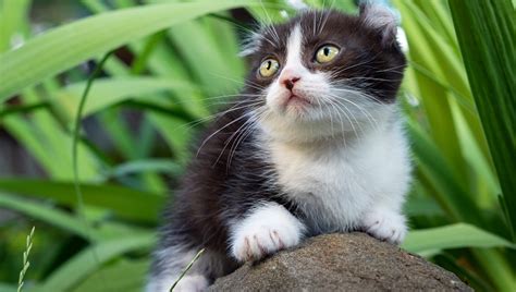 Osteochondrodysplasia (Skeletal Dwarfism) In Cats: Symptoms, Causes ...