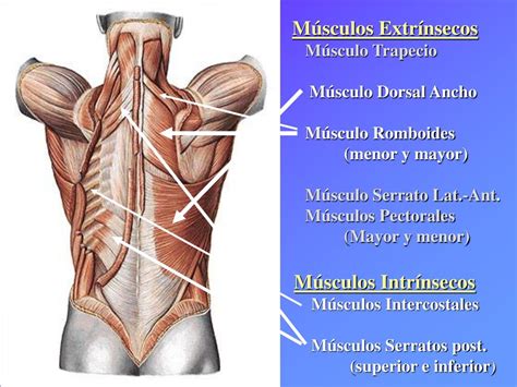 PPT MUSCULATURA del TRONCO SISTEMATIZACIÓN ESTUDIO TOPOGRÁFICO