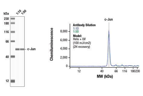 C Jun 60A8 Rabbit MAb Cell Signaling Technology