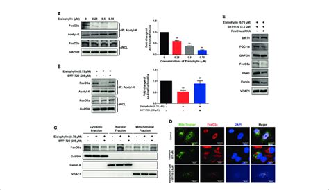 Elaiophylin Modulates Sirt1 In C918 Cells By Manipulating Foxo3a