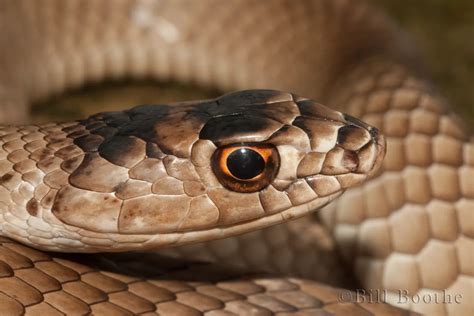 Eastern Coachwhip Snakes Nature In Focus