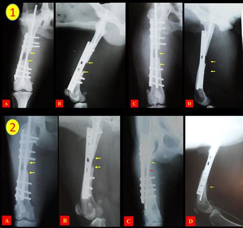 Anterioposterior A C And Lateromedial B D Radiographic Views Of