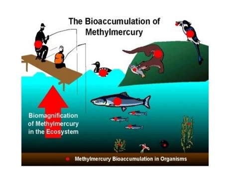 bioaccumulation and