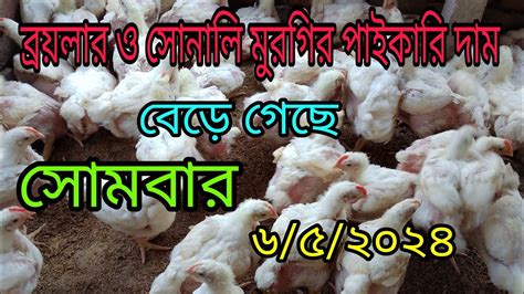 ৬ মে ️ আজকের মুরগির পাইকারি বাজার দর 🐔 ব্রয়লার ও সোনালি মুরগির পাইকারি