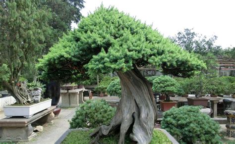 Year In Suzhou: Bonsai - Penjing