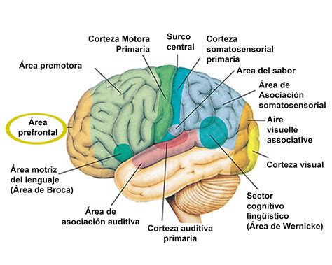 Tecniscan Cient Fico Un Tour Por Su Cerebro