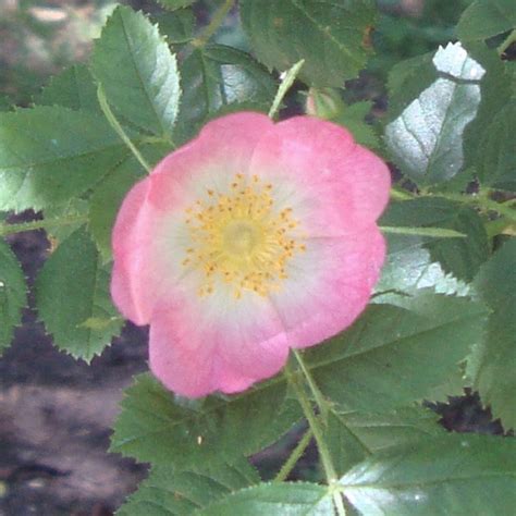 Briar Rose Plant