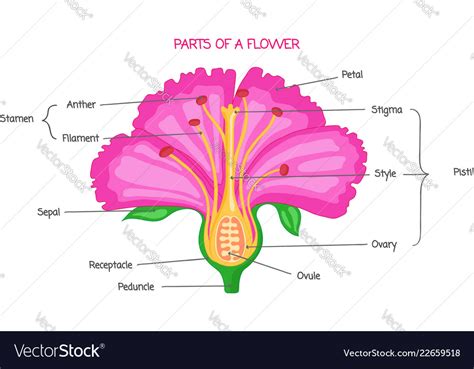 Schematische Tekening Bloem Bloemen