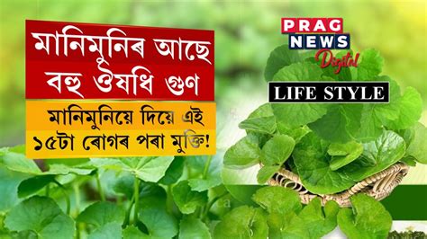 Pennywort Plant Manimuni In Assam Medicinal Properties May Aid You To Get Rid Of These 15