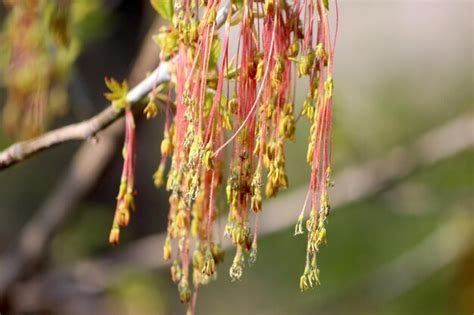 Premium Photo Close Up Of Flowering Plant Hanging From Tree