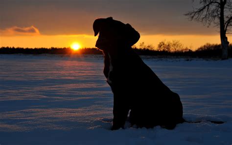 Dog Silhouette Wallpaper - WallpaperSafari