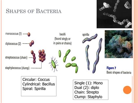 PPT - Archaebacteria and Eubacteria PowerPoint Presentation, free ...