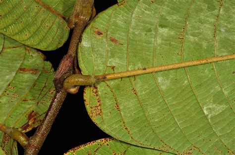 Shorea Palosapis Dipterocarpaceae Image 131738 At PhytoImages Siu Edu