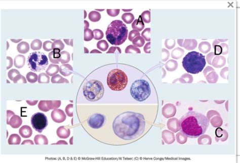 BMS 251 Lab 2 Blood Typing Flashcards Quizlet