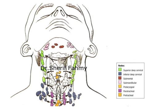 Lymphatic Drainage Of Head And Neck Anatomy Of The Neck